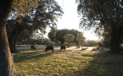 La época de la montanera: Donde nace la magia del ibérico